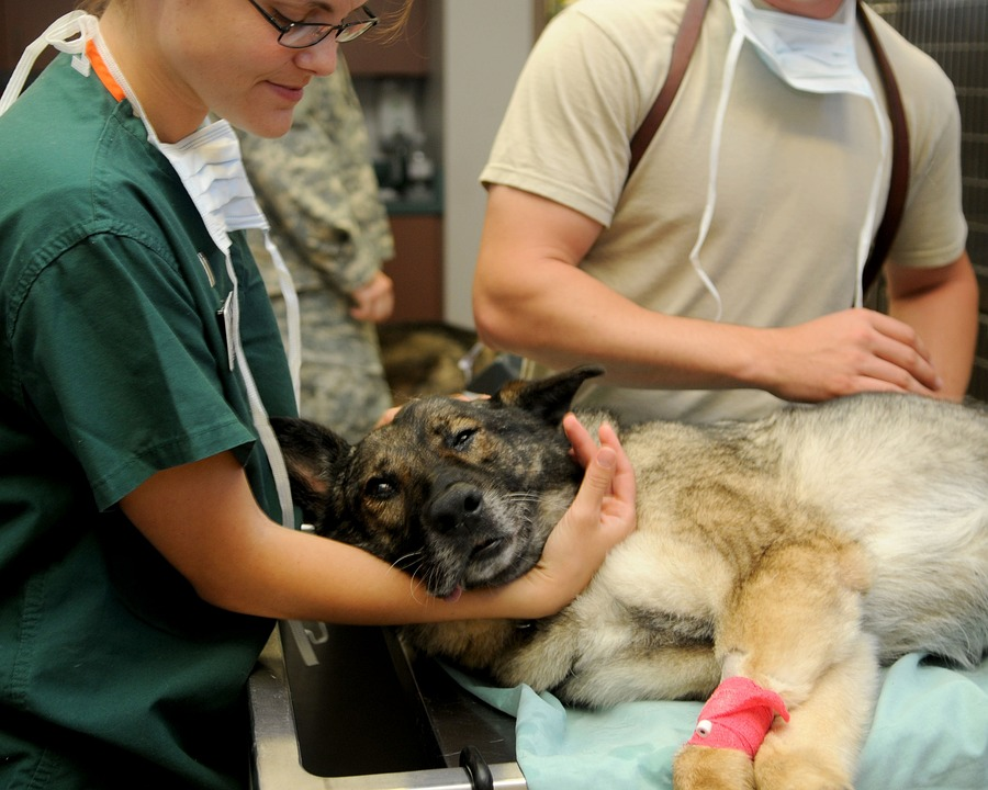 Que faut-il savoir avant d’opter pour le metier d’auxiliaire veterinaire ?